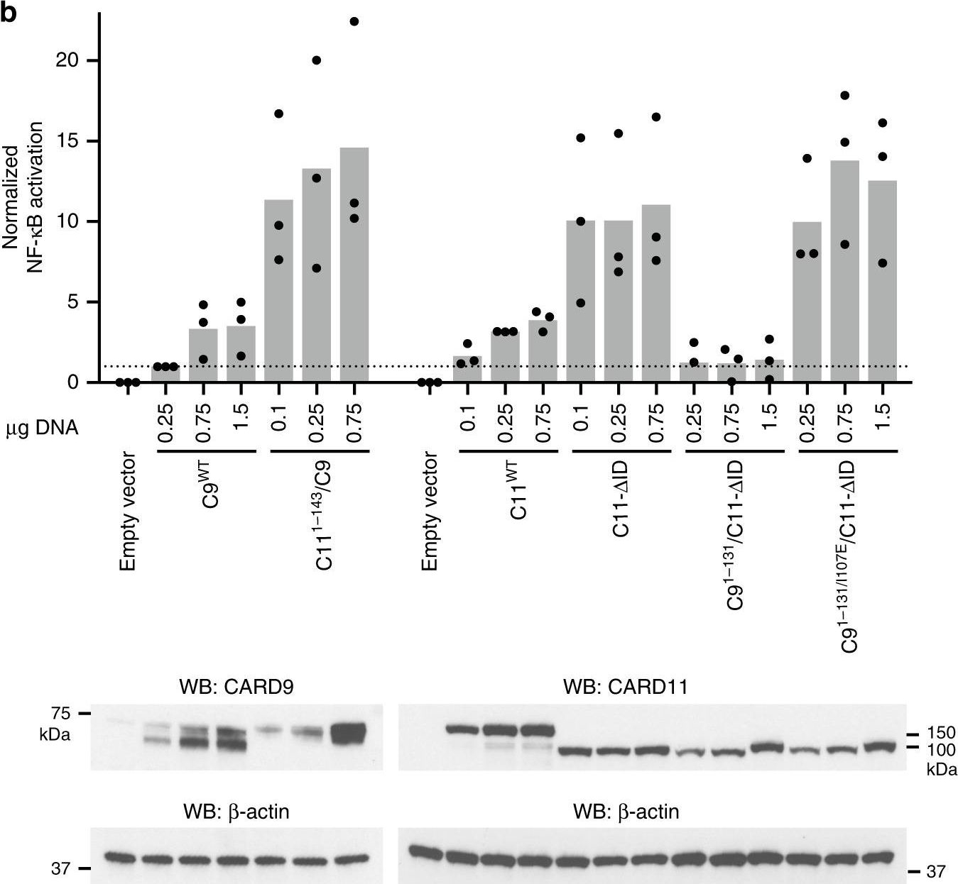 Fig.3.B showing Western Blotting in a Homo sapiens (Human) sample from the publication: Structures of autoinhibited and polymerized forms of CARD9 reveal mechanisms of CARD9 and CARD11 activation.