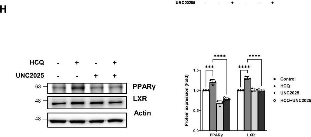 Fig.5.H showing Western Blotting in a Mus musculus (House mouse) sample from the publication: Hydroxychloroquine enhances efferocytosis and modulates inflammation via MerTK/Gas6 signaling in a pristane-induced lupus mouse model.