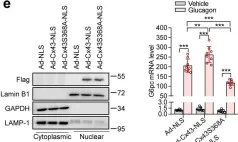 Fig.2.E showing Western Blotting in a Mus musculus (House mouse) sample from the publication: CD38/ADP-ribose/TRPM2-mediated nuclear Ca2+ signaling is essential for hepatic gluconeogenesis in fasting and diabetes.