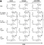 Fig.2.A showing Flow cytometry/Cell sorting from the publication: Role of CD40 ligation in dendritic cell semimaturation.