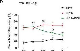 Fig.7.D from the publication: Branched-Chain Amino Acids Deficiency Promotes Diabetic Neuropathic Pain Through Upregulating LAT1 and Inhibiting Kv1.2 Channel.