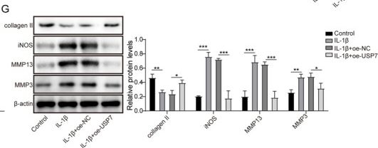 Fig.2.G showing Western Blotting from the publication: USP7 Regulates TRPV1 Deubiquitination to Mediate Chondrocyte Ferroptosis and Alleviate Osteoarthritis.