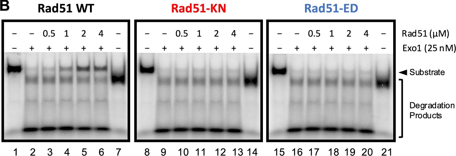 Fig.6.B showing Western Blotting from the publication: Rad51 determines pathway usage in post-replication repair.