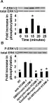 Fig.5.A showing Western Blotting from the publication: Mechanisms for vascular cell adhesion molecule-1 activation of ERK1/2 during leukocyte transendothelial migration.