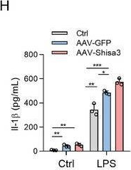 Fig.5.H showing Enzyme-linked immunosorbent assay from the publication: SHISA3 Reprograms Tumor-Associated Macrophages Toward an Antitumoral Phenotype and Enhances Cancer Immunotherapy.