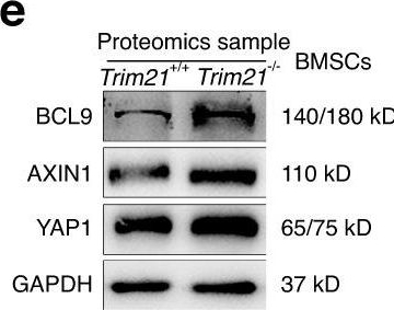 Fig.4.E showing Western Blotting from the publication: Trim21 depletion alleviates bone loss in osteoporosis via activation of YAP1/β-catenin signaling.