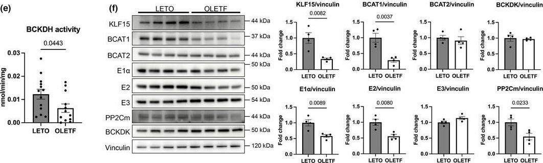 Fig.1.E showing Western Blotting in a Rattus norvegicus (Rat) sample from the publication: Downregulation of extramitochondrial BCKDH and its uncoupling from AMP deaminase in type 2 diabetic OLETF rat hearts.