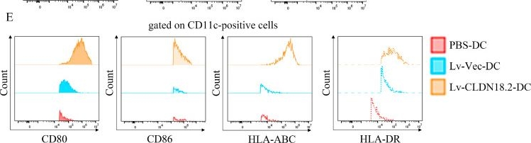 Fig.2.E showing Flow cytometry/Cell sorting in a Homo sapiens (Human) sample from the publication: Lentiviral Dendritic Cell Vaccine Targeting Claudin-18.2 Elicits Potent Antitumor Immunity Against Gastric Cancer.