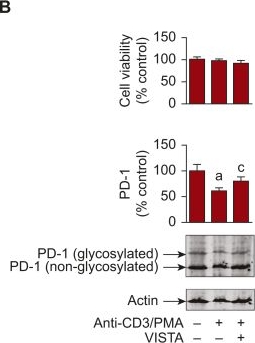 Fig.1.B showing Western Blotting from the publication: Ligand-receptor interactions of V-domain Ig-containing suppressor of T cell activation and programmed death-1 suppress the anticancer activities of T cells.