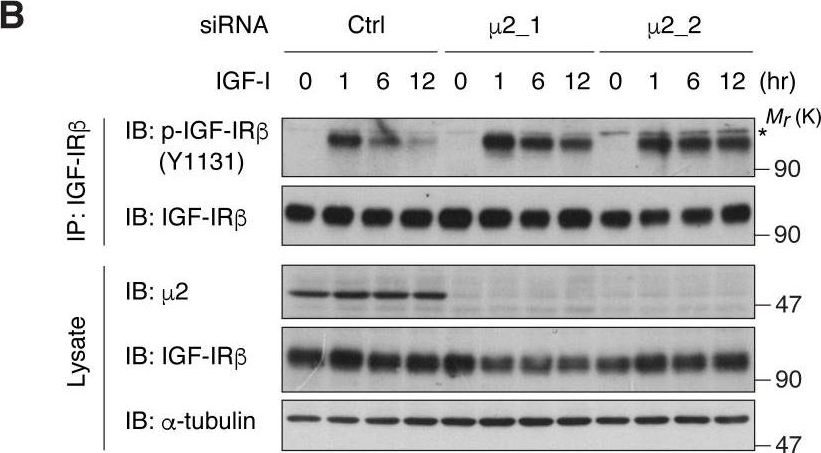 Fig.3.B showing Western Blotting in a Homo sapiens (Human) sample from the publication: IRS-1 acts as an endocytic regulator of IGF-I receptor to facilitate sustained IGF signaling.