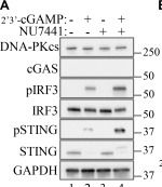 Fig.2.A showing Western Blotting in a Homo sapiens (Human) sample from the publication: DNA-PK interacts with cyclic dinucleotides and inhibits type I interferon responses.