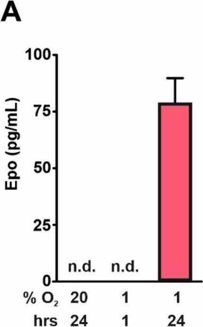 Fig.4.A showing Enzyme-linked immunosorbent assay from the publication: The HIFα-Stabilizing Drug Roxadustat Increases the Number of Renal Epo-Producing Sca-1+ Cells.