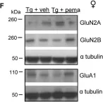 Fig.5.F showing Western Blotting in a Rattus norvegicus (Rat) sample from the publication: Sex-regulated gene dosage effect of PPARα on synaptic plasticity.