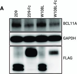 Fig.3.A showing Western Blotting in a Homo sapiens (Human) sample from the publication: A Cell-Permeant Nanobody-Based Degrader That Induces Fetal Hemoglobin.