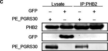 Fig.2.C showing Western Blotting in a Mus musculus (House mouse) sample from the publication: Mycobacterial protein PE_PGRS30 induces macrophage apoptosis through prohibitin 2 mitochondrial function interference.