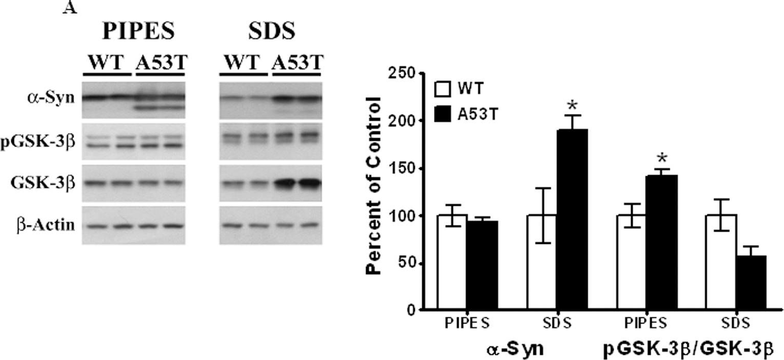 Fig.4.A showing Western Blotting from the publication: Tauopathic changes in the striatum of A53T α-synuclein mutant mouse model of Parkinson's disease.