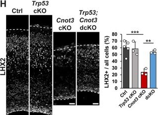 Fig.6.H showing Immunohistochemistry-immunofluorescence in a Mus musculus (House mouse) sample from the publication: mRNA stability fine-tunes gene expression in the developing cortex to control neurogenesis.
