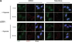 Fig.3.B showing Immunofluorescence in a Homo sapiens (Human) sample from the publication: Raloxifene prevents stress granule dissolution, impairs translational control and promotes cell death during hypoxia in glioblastoma cells.