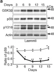 Fig.5.A showing Western Blotting from the publication: In vivo regulation of glycogen synthase kinase 3β activity in neurons and brains.