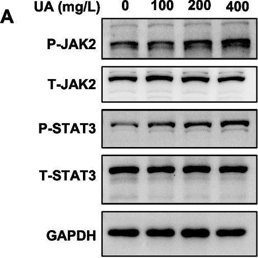 Fig.3.A showing Western Blotting in a Homo sapiens (Human) sample from the publication: JAK2/STAT3/HMGCS2 signaling aggravates mitochondrial dysfunction and oxidative stress in hyperuricemia-induced cardiac dysfunction.