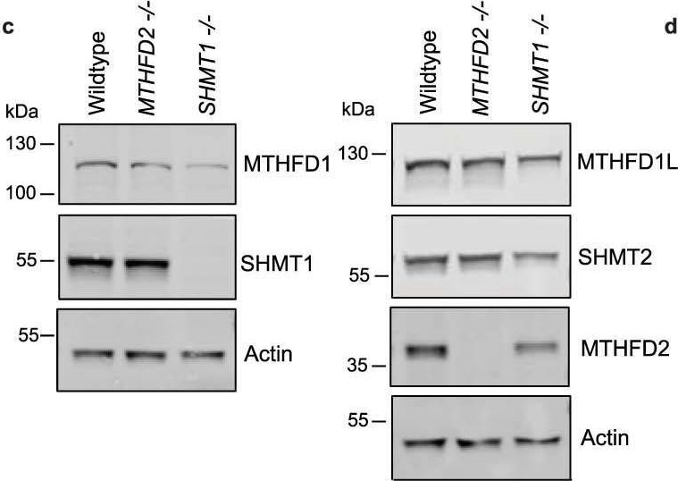Fig.1.C showing Western Blotting in a Homo sapiens (Human) sample from the publication: Formate overflow drives toxic folate trapping in MTHFD1 inhibited cancer cells.