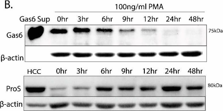 Fig.1.B showing Western Blotting in a Homo sapiens (Human) sample from the publication: Regulation of Mertk Surface Expression via ADAM17 and γ-Secretase Proteolytic Processing.