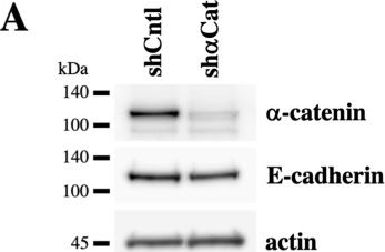 Fig.3.A showing Western Blotting in a Homo sapiens (Human) sample from the publication: Keratinocyte Capability for Smooth Sheet Formation on a Step Pattern Substrate.