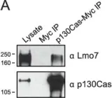 Fig.3.A showing Western Blotting in a Homo sapiens (Human) sample from the publication: The emerin-binding transcription factor Lmo7 is regulated by association with p130Cas at focal adhesions.