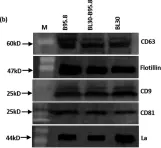 sc 166029 CD81 Antibody B 11 Santa Cruz Biotechnology CiteAb