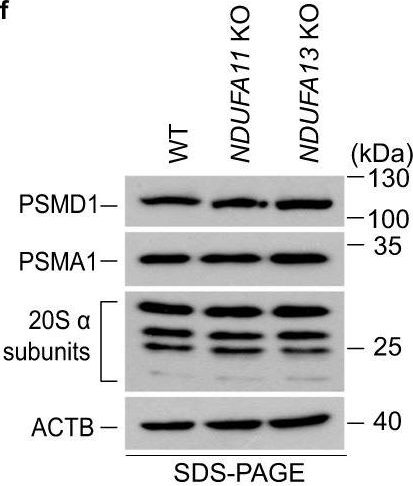 Fig.3.F showing Western Blotting in a Homo sapiens (Human) sample from the publication: Immunoproteasome-specific subunit PSMB9 induction is required to regulate cellular proteostasis upon mitochondrial dysfunction.