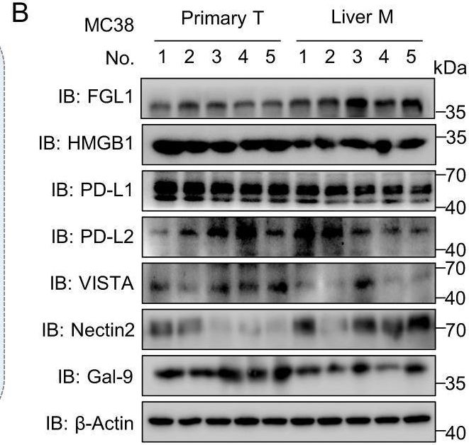 Fig.1.B showing Western Blotting from the publication: The liver microenvironment orchestrates FGL1-mediated immune escape and progression of metastatic colorectal cancer.