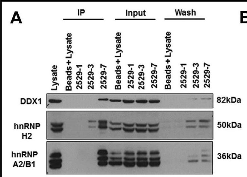 Fig.9.A showing Western Blotting from the publication: A Novel Probe for Spliceosomal Proteins that Induces Autophagy and Death of Melanoma Cells Reveals New Targets for Melanoma Drug Discovery.