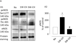 Fig.8.A showing Western Blotting from the publication: Piezo1 Channel Activation Reverses Pulmonary Artery Vasoconstriction in an Early Rat Model of Pulmonary Hypertension: The Role of Ca2+ Influx and Akt-eNOS Pathway.
