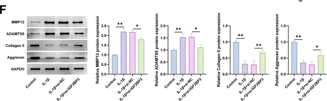 Fig.2.F showing Western Blotting from the publication: IGF2BP3 Overexpression Accelerates Osteoarthritis Progression by Promoting Glycolysis via m6A-Dependent Stabilization of ECM1 mRNA.