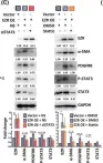 Fig.5.C showing Western Blotting from the publication: Pancreatic cancer-derived small extracellular vesical ezrin activates fibroblasts to exacerbate cancer metastasis through STAT3 and YAP-1 signaling pathways.