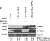 Fig.1.E showing Western Blotting in a Homo sapiens (Human) sample from the publication: Interleukin-13 receptor alpha 2 cooperates with EGFRvIII signaling to promote glioblastoma multiforme.