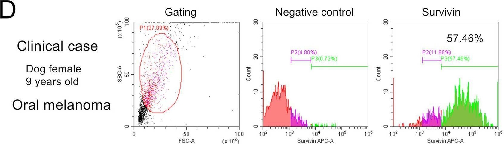 Fig.2.D showing Flow cytometry/Cell sorting in a Canis lupus familiaris (Domestic dog) sample from the publication: Detection of bimodal survivin expressions in canine cancer types by flow cytometry compared to immunohistochemistry.