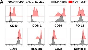 Fig.4.A showing Flow cytometry/Cell sorting in a Homo sapiens (Human) sample from the publication: GM-CSF-activated human dendritic cells promote type 1 T follicular helper cell polarization in a CD40-dependent manner.