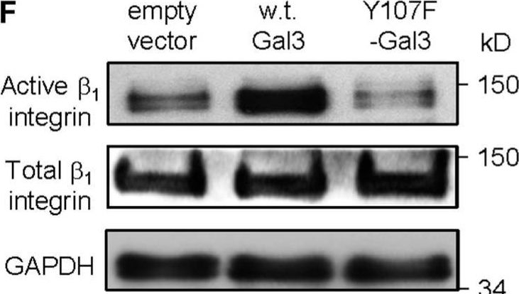 Fig.7.T showing Western Blotting in a Mus musculus (House mouse) sample from the publication: Calpain Small Subunit Mediated Secretion of Galectin-3 Regulates Traction Stress.