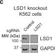 Fig.2.C showing Western Blotting in a Homo sapiens (Human) sample from the publication: UM171 glues asymmetric CRL3-HDAC1/2 assembly to degrade CoREST corepressors.