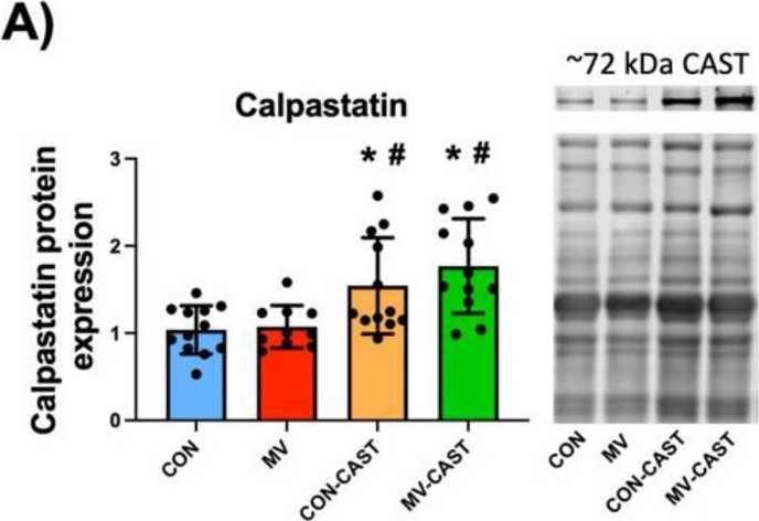 Fig.1.A showing Western Blotting from the publication: Activation of Calpain Contributes to Mechanical Ventilation-Induced Depression of Protein Synthesis in Diaphragm Muscle.
