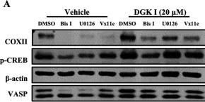 Fig.3.A showing Western Blotting in a Homo sapiens (Human) sample from the publication: Crosstalk between diacylglycerol kinase and protein kinase A in the regulation of airway smooth muscle cell proliferation.