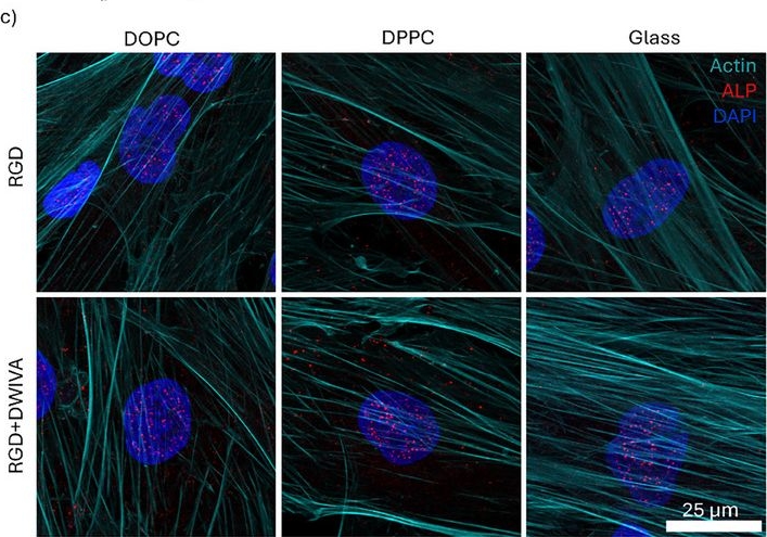 Fig.3.C showing Immunocytochemistry-immunofluorescence from the publication: Leveraging Viscosity to Unlock the Osteogenic Potential of BMP-2 Mimetic DWIVA.