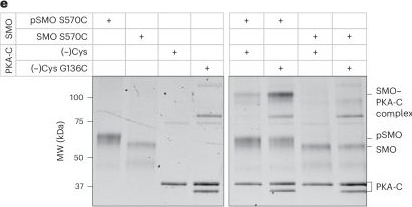 Fig.6.C showing Western Blotting from the publication: Structural mechanism for noncanonical GPCR signaling in the Hedgehog pathway.