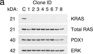Fig.1.A showing Western Blotting from the publication: KRAS drives immune evasion in a genetic model of pancreatic cancer.