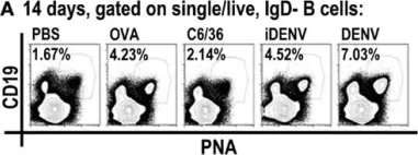Fig.3.A showing Flow cytometry/Cell sorting in a Mus musculus (House mouse) sample from the publication: Germinal center reaction following cutaneous dengue virus infection in immune-competent mice.