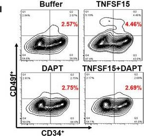 Fig.5.L showing Flow cytometry/Cell sorting in a Homo sapiens (Human) sample from the publication: TNFSF15 facilitates human umbilical cord blood haematopoietic stem cell expansion by activating Notch signal pathway.