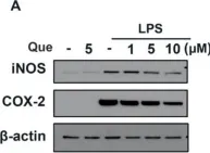 Fig.2.A showing Western Blotting in a Mus musculus (House mouse) sample from the publication: Regulatory Effects of Quercetin on M1/M2 Macrophage Polarization and Oxidative/Antioxidative Balance.