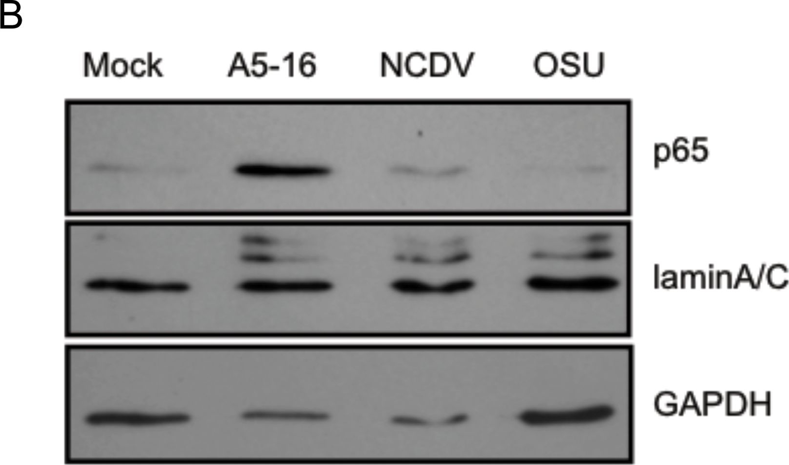 Fig.4.B showing Western Blotting in a Homo sapiens (Human) sample from the publication: Rotavirus NSP1 inhibits NFkappaB activation by inducing proteasome-dependent degradation of beta-TrCP: a novel mechanism of IFN antagonism.