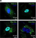 Fig.4.A showing Immunocytochemistry-immunofluorescence from the publication: Internalized TSH receptors en route to the TGN induce local Gs-protein signaling and gene transcription.